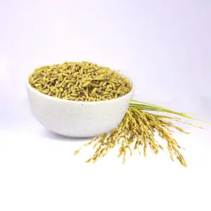 Paddy - "ধান" - Dhan - Fresh Selected Paddy Seeds For Puja