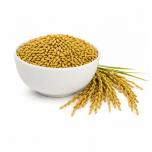 Paddy - "ধান" - Dhan - Fresh Selected Paddy Seeds For Puja