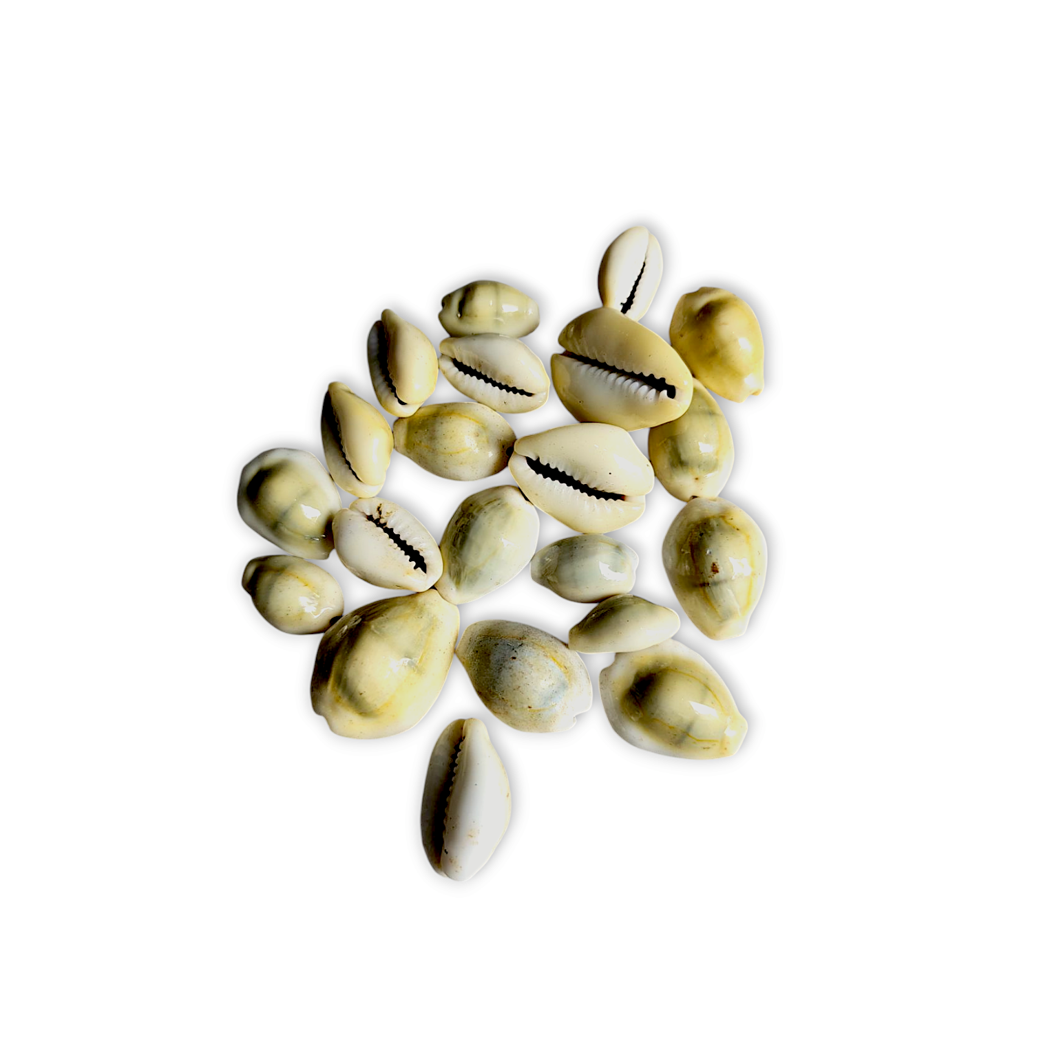 Poojn Natural Yellow Cowrie - Chozi - Pure Pili Cowrie shell - (1,11,51,108 pieces)