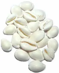 Poojn Natural White Cowrie - Koudi Shells (Big) - Chozi - Pure White Cowrie shell - (1,11,51,108 pieces)