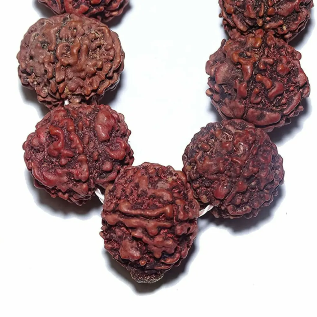 100 % Original Five Mukhi Rudraksh Mala - "পঞ্চমুখী রুদ্রাক্ষের মালা" - “पांच मुखी रुद्राक्ष माला" - 14 mm - 108 + 1 Beads - 26" Long (Length) Chain - Mala - Image 2