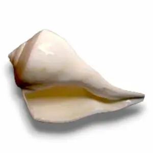 Vamavarti Shankh - "বামাবর্তী শঙ্খ" - "वामावर्ती शंख" -  (5-8 Inch Long, 6 -10 Inch Diameter) 100 % Original Vamavarti - Bamabarti Shankh (Non-Blowing)