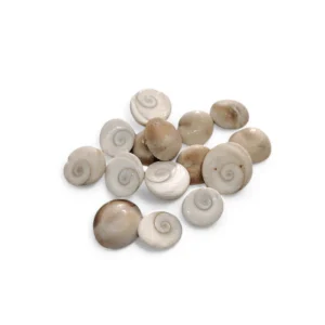 Poojn Brand Natural Gomti Chakra -Pack of 15 Pieces - Size 13 - 20 mm -  Decorative Showpiece - 1.3-2  cm White Gomti Chakra (Stone, Shell, White)