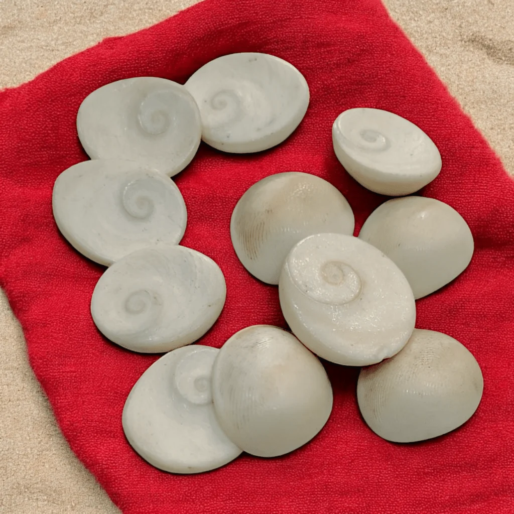 Poojn Brand Natural Gomti Chakra - Pack Of 11 Pieces - Size 20 - 26 mm - Decorative Showpiece - 2 - 2.6 cm White Gomti Chakra (Stone, Shell, White) - Image 3