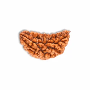 Ek Mukhi Rudraksha - Rudraksha Mala - Certified Rudraksh