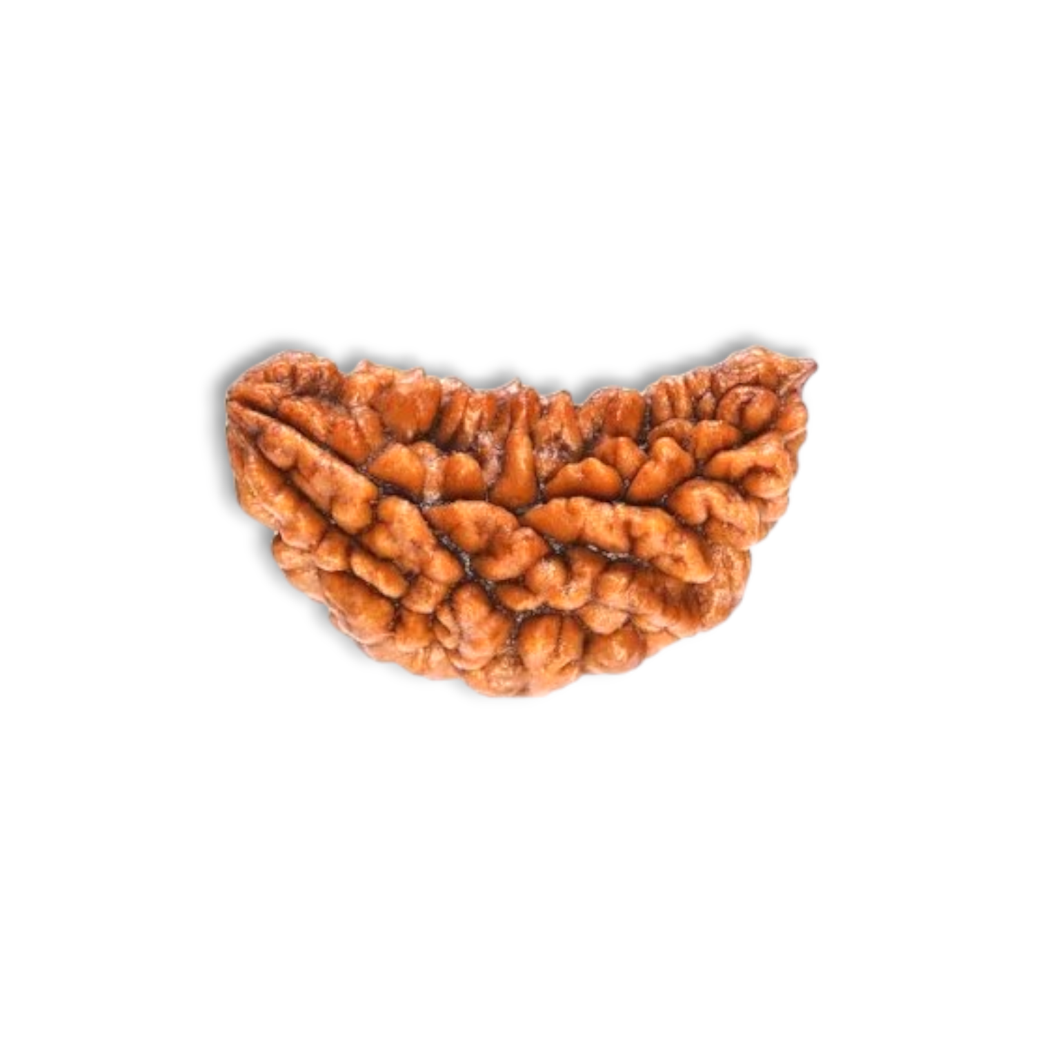 Ek Mukhi Rudraksha - "एकमुखी रुद्राक्ष" - "একমুখী রুদ্রাক্ষ" - Pooja Jap Mala