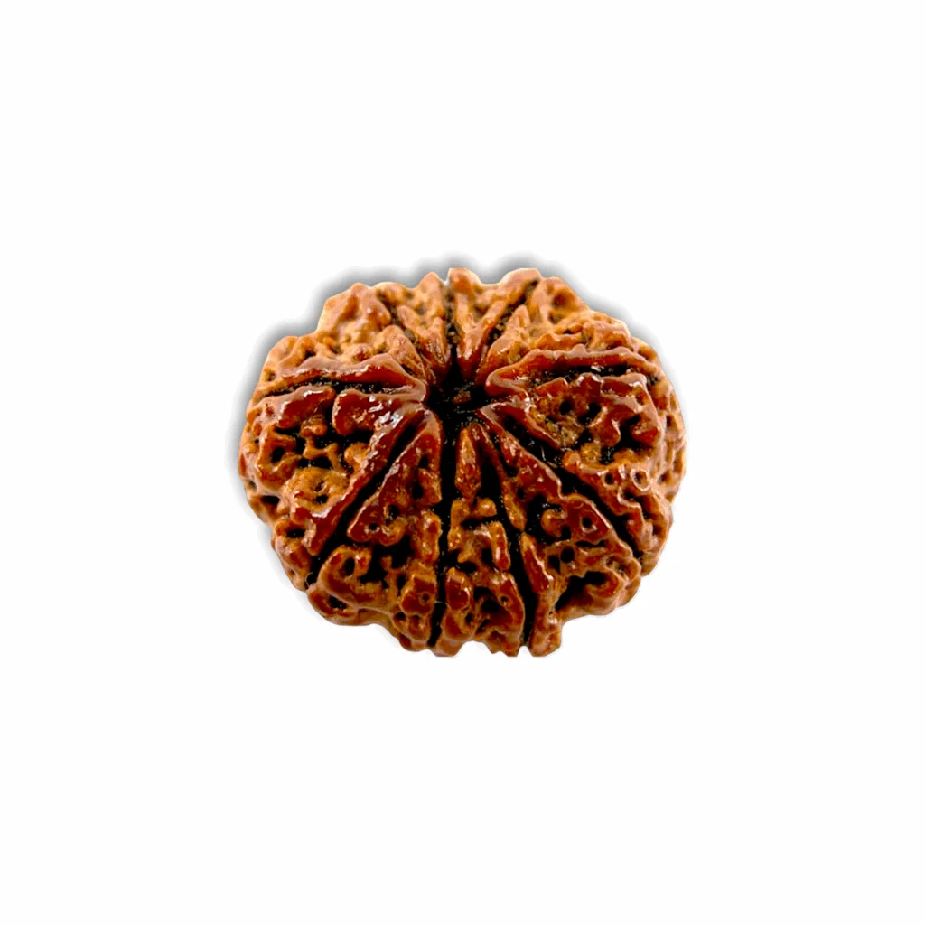 Nine Mukhi Rudraksha - Nau Mukhi Rudraksha - With Original Certificate