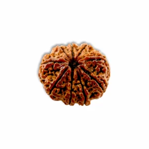 Nine Mukhi Rudraksha - Nau Mukhi Rudraksha - With Original Certificate