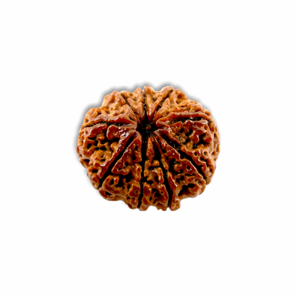 Nine Mukhi Rudraksha - "৯ মুখী রুদ্রাক্ষ" - "नौ मुखी रुद्राक्ष" - Nau Mukhi Rudraksha - With Original Certificate