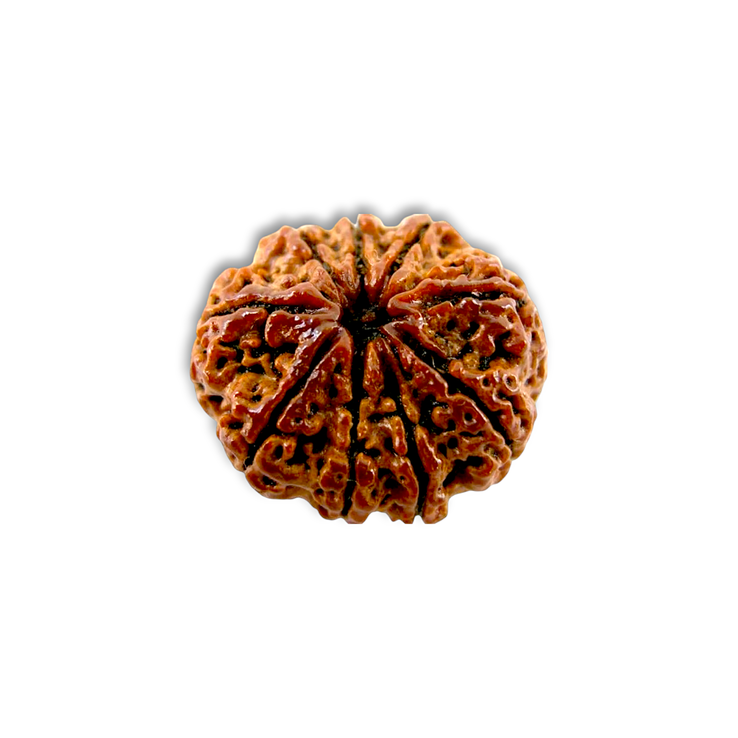 Nine Mukhi Rudraksha - "৯ মুখী রুদ্রাক্ষ" - "नौ मुखी रुद्राक्ष" - Nau Mukhi Rudraksha - With Original Certificate