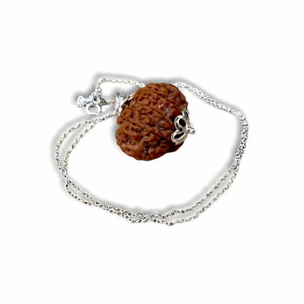 Nine Mukhi Rudraksha - Nau Mukhi Rudraksha - With Original Certificate - Image 2