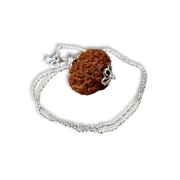Nine Mukhi Rudraksha - "৯ মুখী রুদ্রাক্ষ" - "नौ मुखी रुद्राक्ष" - Nau Mukhi Rudraksha - With Original Certificate - Image 2