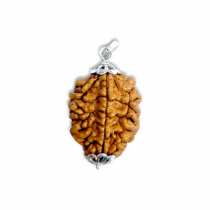 2 Mukhi Rudraksha - Do Mukhi Rudraksha - With Original Certificate