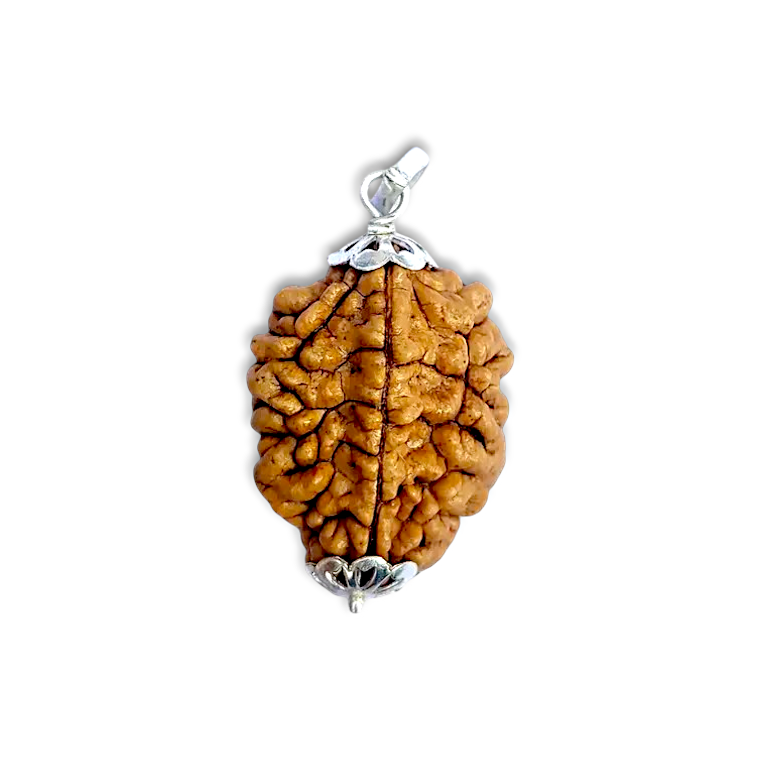 2 Mukhi Rudraksha - Do Mukhi Rudraksha - With Original Certificate