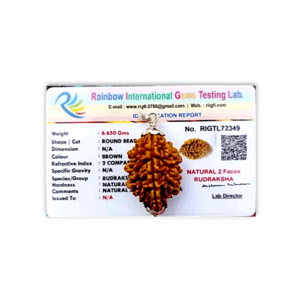 2 Mukhi Rudraksha - Do Mukhi Rudraksha - With Original Certificate - Image 2
