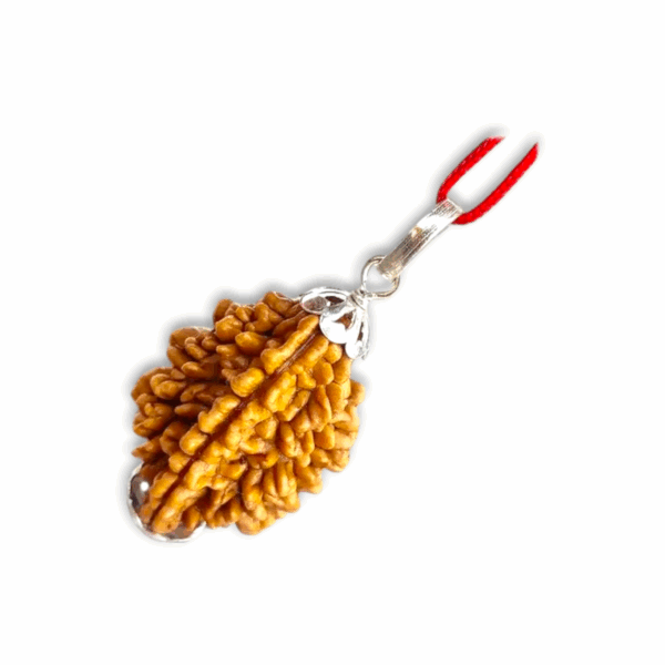 2 Mukhi Rudraksha - Do Mukhi Rudraksha - With Original Certificate - Image 3