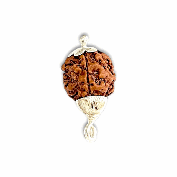 3 Mukhi  Rudraksha - "৩ মুখী রুদ্রাক্ষ" - "तीन मुखी रुद्राक्ष" - Teen Mukhi Rudraksha
