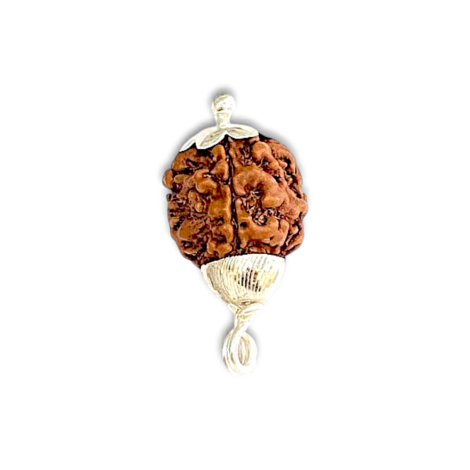 3 Mukhi  Rudraksha - "৩ মুখী রুদ্রাক্ষ" - "तीन मुखी रुद्राक्ष" - Teen Mukhi Rudraksha