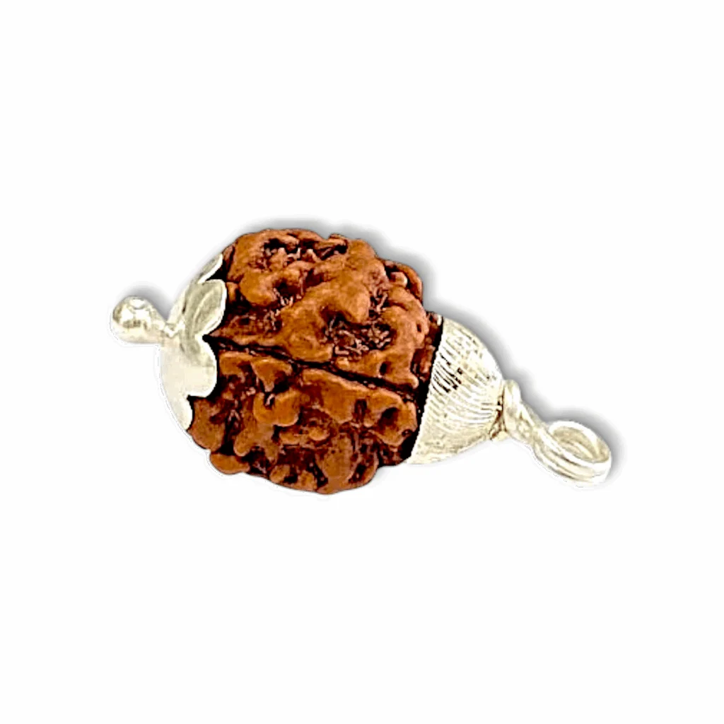 3 Mukhi Rudraksha - Teen Mukhi Rudraksha - With Original Certificate - Image 2