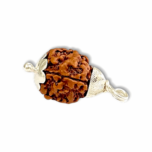 3 Mukhi  Rudraksha - "৩ মুখী রুদ্রাক্ষ" - "तीन मुखी रुद्राक्ष" - Teen Mukhi Rudraksha - Image 2