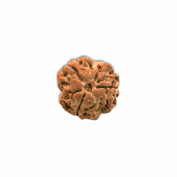 3 Mukhi  Rudraksha - "৩ মুখী রুদ্রাক্ষ" - "तीन मुखी रुद्राक्ष" - Teen Mukhi Rudraksha - Image 3