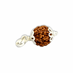 7 Mukhi Rudraksha - Rudraksha With Original Certificate