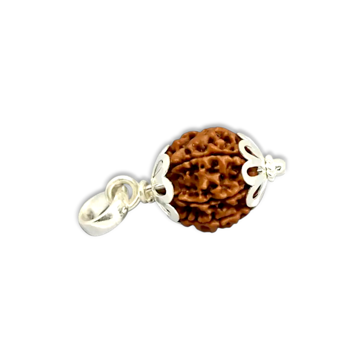 7 Mukhi Rudraksha - Rudraksha With Original Certificate