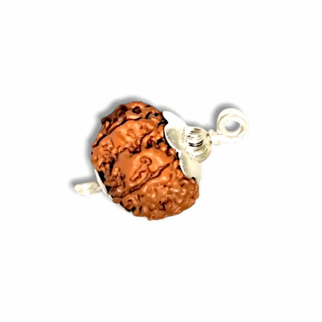 7 Mukhi Rudraksha - Rudraksha With Original Certificate - Image 2