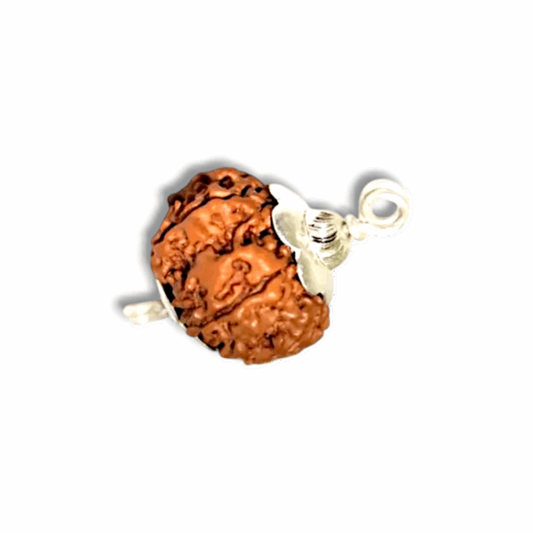 7 Mukhi Rudraksha - Rudraksha With Original Certificate - Image 2