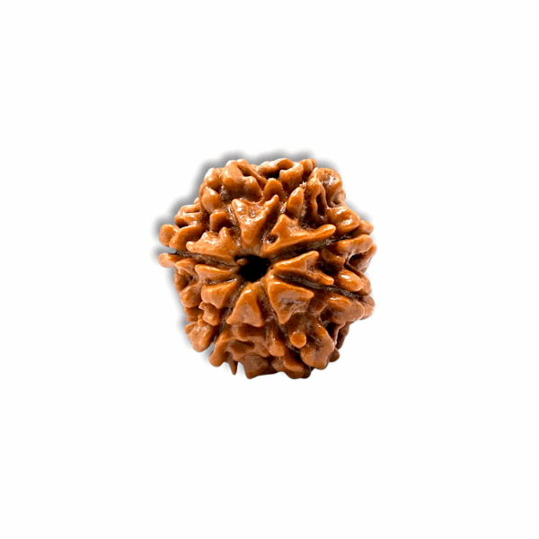 7 Mukhi Rudraksha - Rudraksha With Original Certificate - Image 3