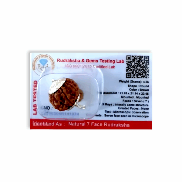 7 Mukhi Rudraksha - Rudraksha With Original Certificate - Image 4