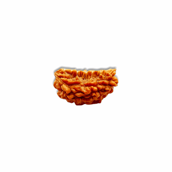 Ek Mukhi Rudraksha - Rudraksha Mala - Certified Rudraksh - Image 3