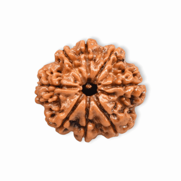 Lord Shiva Metals 8 Mukhi Rudraksha - Capped Rudraksha Pendant With Red Dhaaga and Certificate - Image 2