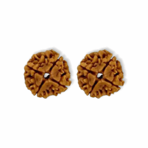 4 Mukhi Rudraksha Beads - Original & Natural Certified Rudraksh Dana - for Men & Women - For Wisdom, Focus & Meditation - Set of 2