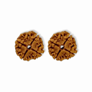 4 Mukhi Rudraksha Beads - Original & Natural Certified Rudraksh Dana - for Men & Women - For Wisdom, Focus & Meditation - Set of 2