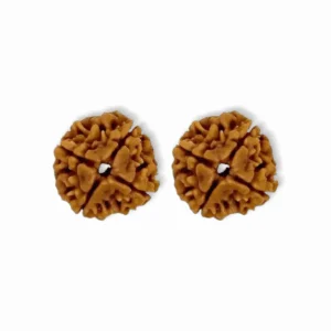 4 Mukhi Rudraksha Beads - Original & Natural Certified Rudraksh Dana - for Men & Women - For Wisdom, Focus & Meditation - Set of 2