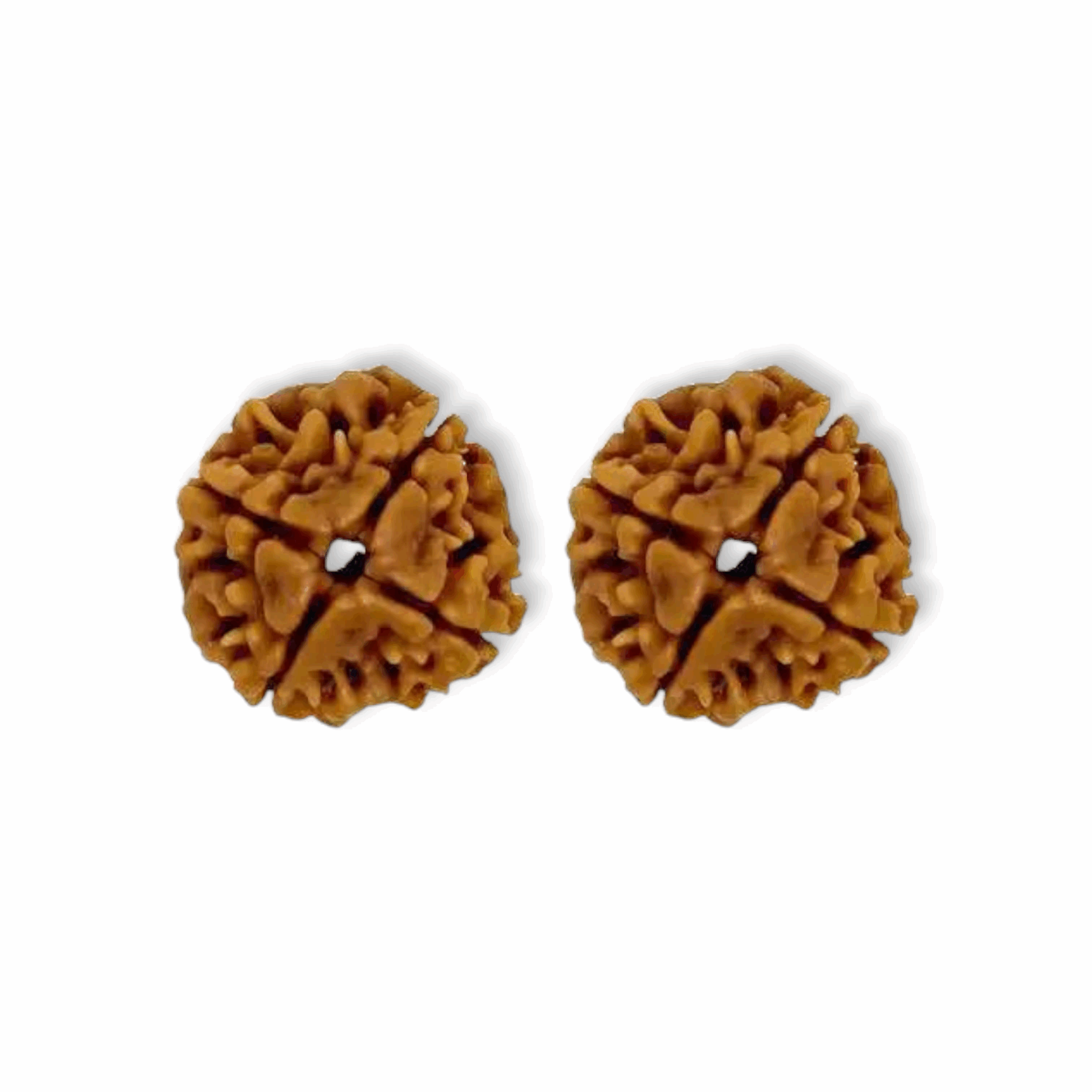 4 Mukhi Rudraksha Beads - Original & Natural Certified Rudraksh Dana - for Men & Women - For Wisdom, Focus & Meditation - Set of 2