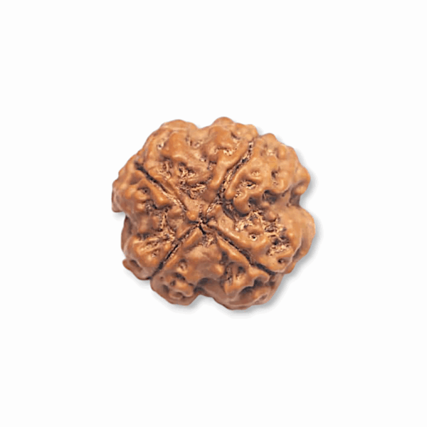 4 Mukhi Rudraksha Beads - Original & Natural Certified Rudraksh Dana - for Men & Women - For Wisdom, Focus & Meditation - Set of 2 - Image 4