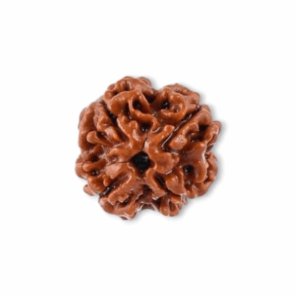 4 Mukhi Rudraksha Beads - Original & Natural Certified Rudraksh Dana - for Men & Women - For Wisdom, Focus & Meditation - Set of 2 - Image 3