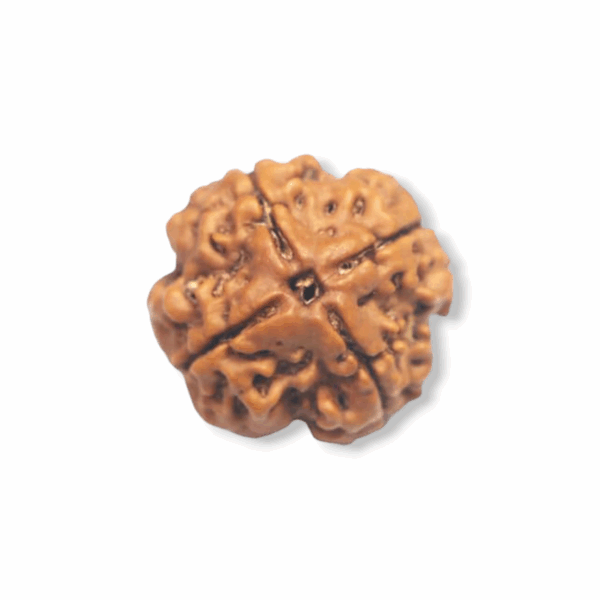 4 Mukhi Rudraksha Beads - Original & Natural Certified Rudraksh Dana - for Men & Women - For Wisdom, Focus & Meditation - Set of 2 - Image 2