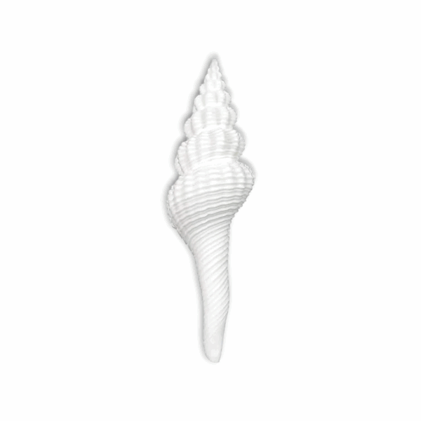 Lakshmi ji Shankh - Dakshinavarti Shankh - Valampuri Shankh - Hindu Conch Shell Associated With Goddess Lakshmi - Image 2