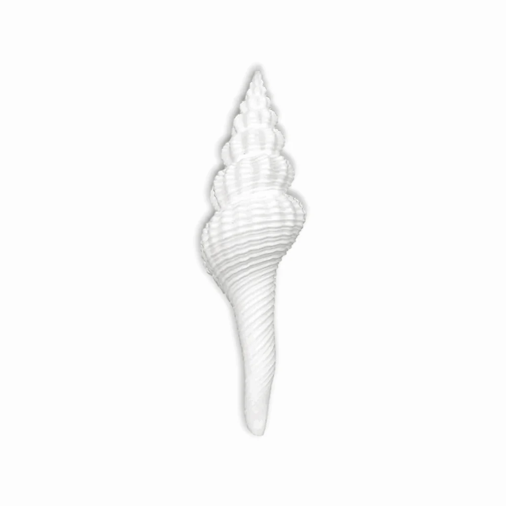 Lakshmi ji Shankh - Dakshinavarti Shankh - Valampuri Shankh - Hindu Conch Shell Associated With Goddess Lakshmi - Image 2