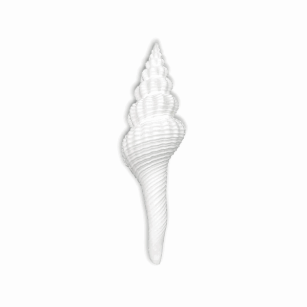 Lakshmi ji Shankh - Dakshinavarti Shankh - Valampuri Shankh - Hindu Conch Shell Associated With Goddess Lakshmi - Image 2