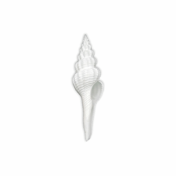 Lakshmi ji Shankh - Dakshinavarti Shankh - Valampuri Shankh - Hindu Conch Shell Associated With Goddess Lakshmi