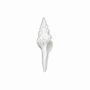 Lakshmi ji Shankh - Dakshinavarti Shankh - Valampuri Shankh - Hindu Conch Shell Associated With Goddess Lakshmi