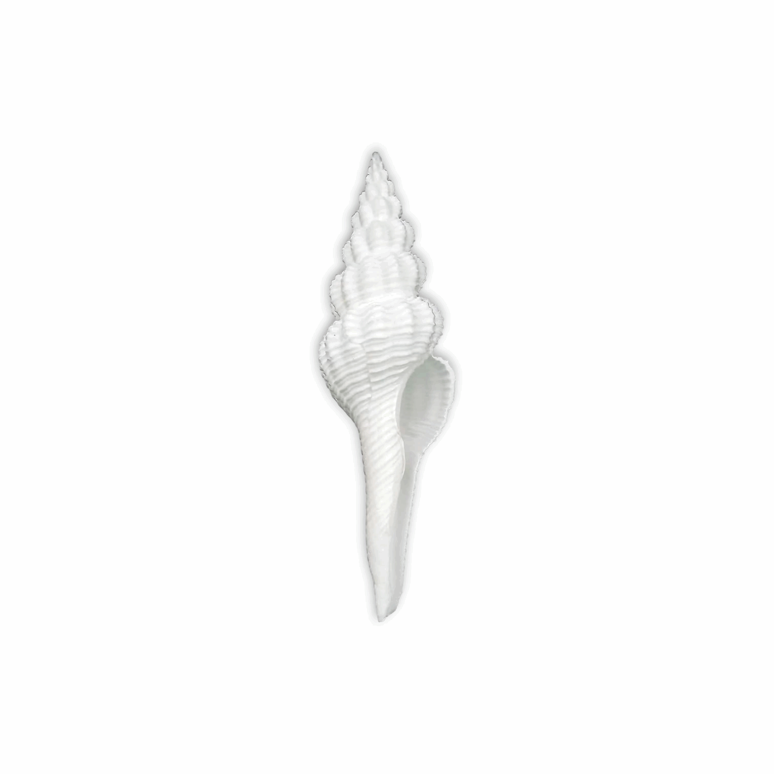 Lakshmi ji Shankh - Dakshinavarti Shankh - Valampuri Shankh - Hindu Conch Shell Associated With Goddess Lakshmi