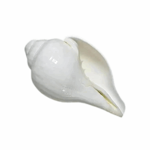 Valampuri Sangu -  Original White Blowing Shankh -Loud Blowing Puja Shankh - White Blowing Conch