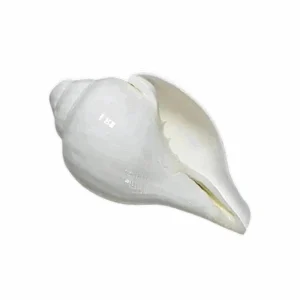 Valampuri Sangu -  Original White Blowing Shankh -Loud Blowing Puja Shankh - White Blowing Conch