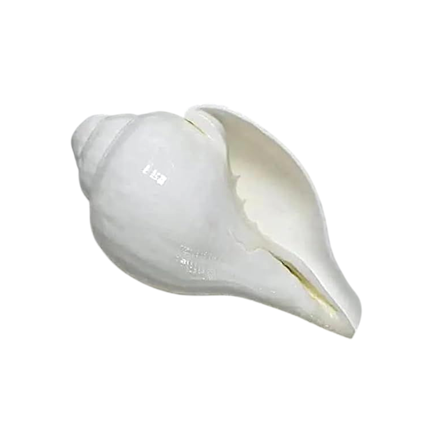 Valampuri Sangu -  Original White Blowing Shankh -Loud Blowing Puja Shankh - White Blowing Conch