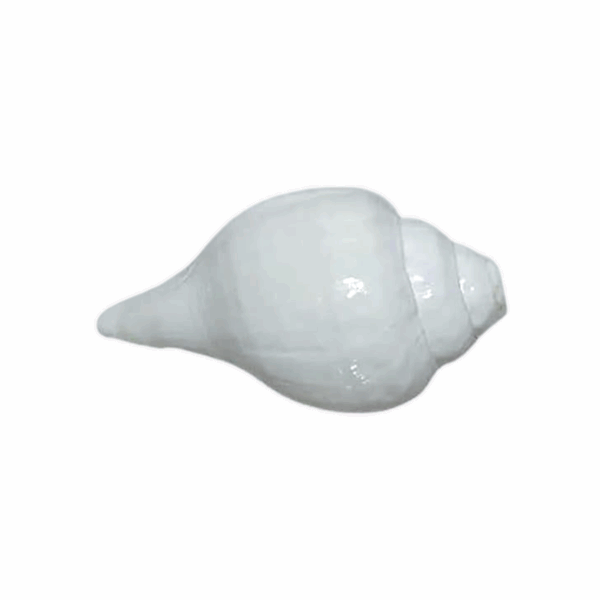 Valampuri Sangu -  Original White Blowing Shankh -Loud Blowing Puja Shankh - White Blowing Conch - Image 3